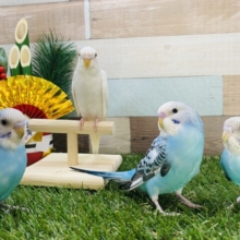初めての方でも安心！ヒナ餌卒業セキセイインコフェア♪