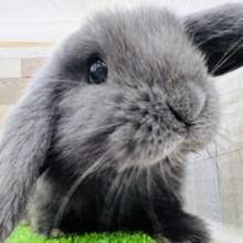 あざと可愛い♡ロップイヤーラビット！