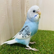 最新画像になりますよ〜‼️　ふんわり水色がたまらない💓　セキセイインコ　パイド