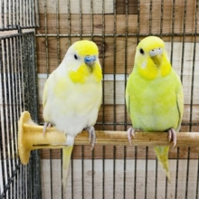 淡い色合いが素敵なセキセイインコのペア♡