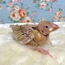 シナモン文鳥  🤎🍯🧸  1/14