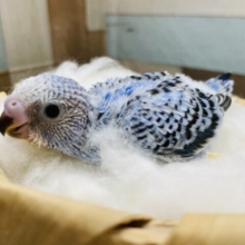 人気カラーのブルーちゃん！セキセイインコのオパーリン！
