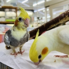 色んなインコのご飯プレゼントフェア♪