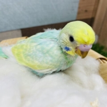 頭のちょびんがチャームポイント！セキセイインコのパステルカラーレインボー！