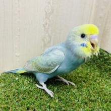 1人餌！最新画像になりますよ‼️鮮やかさで魅せたい！！　セキセイインコ　レインボー