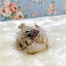 キンカ鳥  ヒナ  色変わり  🌰🤎🍯  1/21