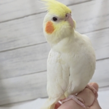 虜になっちゃうカラー🤍　オカメインコ(ルチノー)