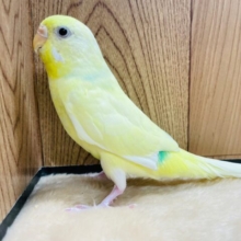 肩かたカタカタカタ～～☆　肩が好き～っ　セキセイインコ　クリームパイド～～