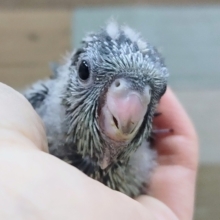 サザナミインコのヒナ入荷しました❤