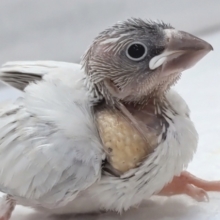 このシルバーカラーにご注目～🪐　シルバー文鳥