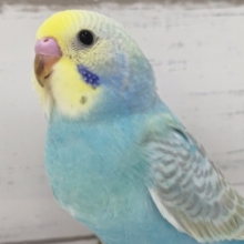 レインボー眩しいです～🌈 セキセイインコ(パステルレインボー)