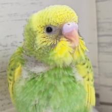 明るいカラーが魅力的～🍀　セキセイインコ(グリーンスパングルパイド)