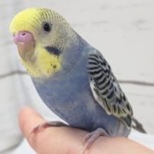 最新画像あり！　黄色いお顔が魅力的🟡　セキセイインコ(イエローフェイスパステルオパーリン)
