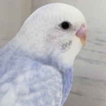 淡～い感じのブルー💙　セキセイインコ(ブルースパングル)