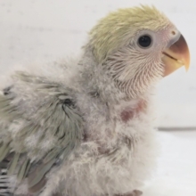 淡～い色合いが魅力的～💖　コザクラインコ(シナモン)