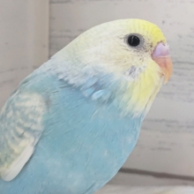 美しいレインボー🌈　セキセイインコ(パステルレインボーパイド)