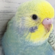 輝くレインボー🌈　セキセイインコ(レインボー)