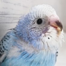 キレイな空色カラー🌤️　セキセイインコ(オパーリン)
