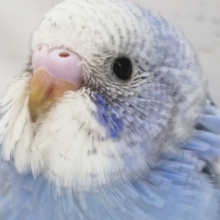 淡～い感じのブルー💙　セキセイインコ(スパングル)