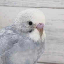 注目カラーです～🎉　セキセイインコ(ライラック)