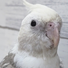 ふれあいできますよぉ～🤍　オカメインコ(ホワイトフェイスパール)