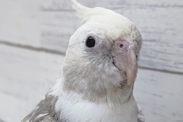 ふれあいできますよぉ~🤍 オカメインコ(ホワイトフェイスパール) ふれあいできますよぉ~🤍 オカメインコ(ホワイトフェイスパール)