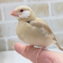 とっても人気カラー🐣　シナモン文鳥
