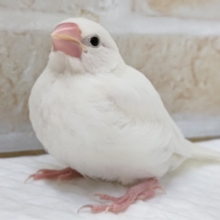 最新画像あり！　この白さがたまらない～🤍　白文鳥