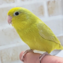 最新画像あり！　眩しい蛍光カラー💛　マメルリハインコ(アメリカンイエロー)