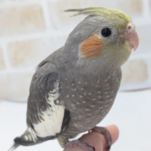 最新画像あり！　オカメインコ（ノーマル）　体つきしっかりしてきました！