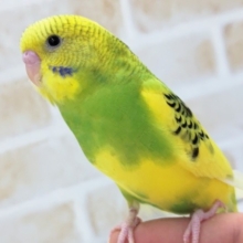 黄色と緑のパイドです～🐥　セキセイインコ(パイド)