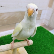 最新画像更新❤淡い優しいカラー♡小桜インコ（クリームルチノー）