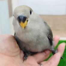 最新画像更新❤コザクラインコ(モーブ)入荷しました❤