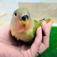 最新画像更新❤カゴデビュー❤コザクラインコ(オパーリンオリーブ)のヒナ入荷しました❤