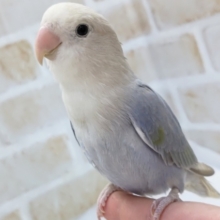 最新画像あり。このカラーリングたまらない💙　コザクラインコ(ブルーバイオレットシナモンパール)