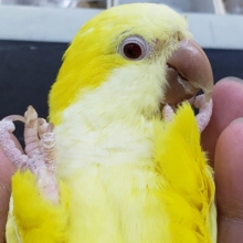 最新画像あり！　眩しい黄色が鮮やか〜💛　オキナインコ(ルチノー)