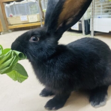 最新画像になりますよ‼️大きくなるウサギさんですよ(´∀｀) フレミッシュジャイアント　ブラック