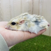 最新画像になりますよ‼️ マシュマロみたいにふんわり💓　マカロニマウス　男の子