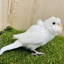 ちょびっと巻き！！　羽衣セキセイインコ　ダブルファクターホワイト　