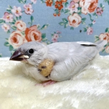 シルバー文鳥  🪞･:*+  1/21