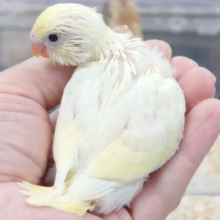 お久しぶりのクリームさん♪　ややおっとりさんかな？？　セキセイインコ～～