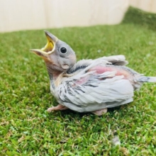 うまれたてホヤホヤ〜(^^) シルバー文鳥