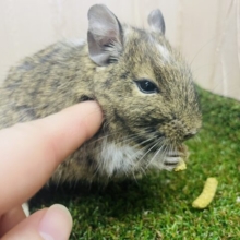 最新画像になりますよ‼️仔デグーズ‼️ テクテクデグー② パイド