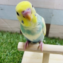 最新画像有り☆元気いっぱいな明るいグリーンのコ！セキセイインコのパステルカラーレインボーパイド！