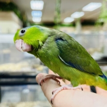 【最新画像更新！！】甘えるサインは頭、上下～～　マメルリハインコ　グリーン　男のコ～～