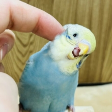 【最新画像更新🪄ひとり餌】がっちり体系の美鳥さんですーーー　セキセイインコ　スパングルパイド～～