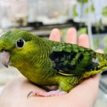 【最新画像更新！！】普段はぽ～っと。。食事はガッツガツ～～～！　サザナミインコ　グリーン～～
