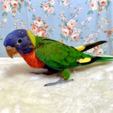 ゴシキセイガイインコ　🌈✨🐤　1/18