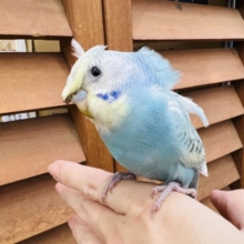 カキカキ出来るよー♡羽衣セキセイ