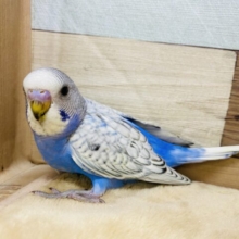 素敵なウロコ模様です！セキセイインコスパングル☆